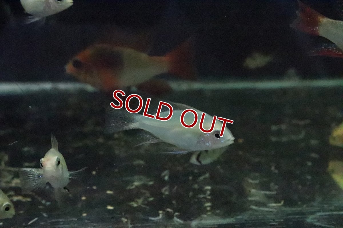 画像2: 【淡水魚】【通販】激安 ゴールデンラミレジィ【1匹 サンプル画像】(シクリット)（生体）（熱帯魚）NKＲＭ (2)