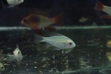 画像2: 【淡水魚】【通販】激安 ゴールデンラミレジィ【1匹 サンプル画像】(シクリット)（生体）（熱帯魚）NKＲＭ (2)