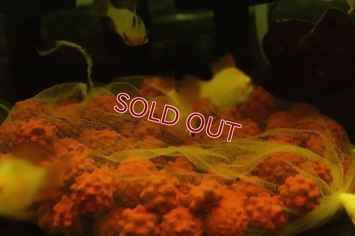 画像2: 【淡水魚】バルーンゴールデンラミレジィ【１匹】(ラミレジィ)(生体)(淡水)NK (2)