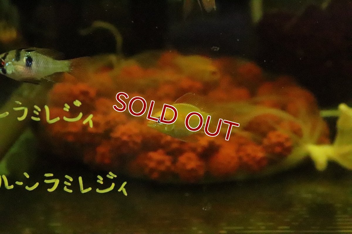 画像3: 【淡水魚】バルーンゴールデンラミレジィ【１匹】(ラミレジィ)(生体)(淡水)NK (3)