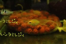 画像3: 【淡水魚】バルーンゴールデンラミレジィ【１匹】(ラミレジィ)(生体)(淡水)NK (3)