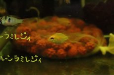 画像3: 【淡水魚】【通販】バルーンゴールデンラミレジィ【１匹】(ラミレジィ)(生体)(淡水)NK (3)