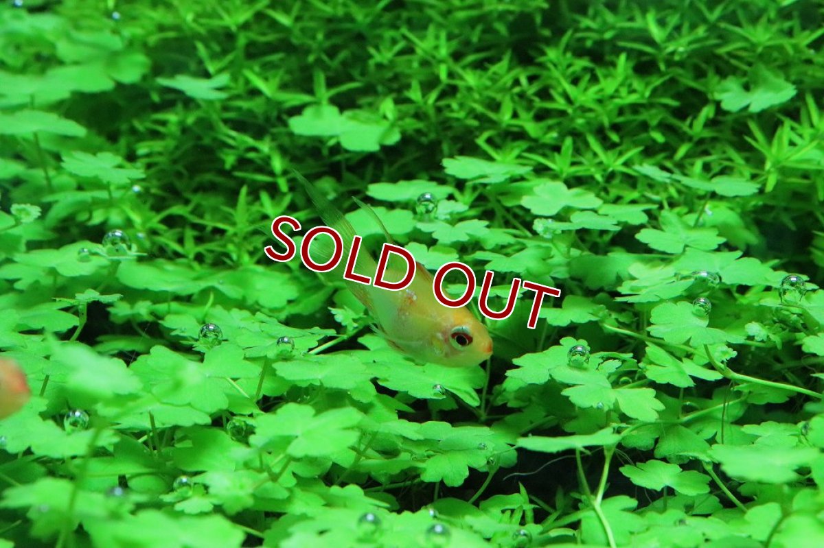 画像4: 【淡水魚】レア種 ショートボディ ゴールデンラミレジィ ロングフィン【1匹】(ラミレジィ)（生体）（熱帯魚）NK (4)