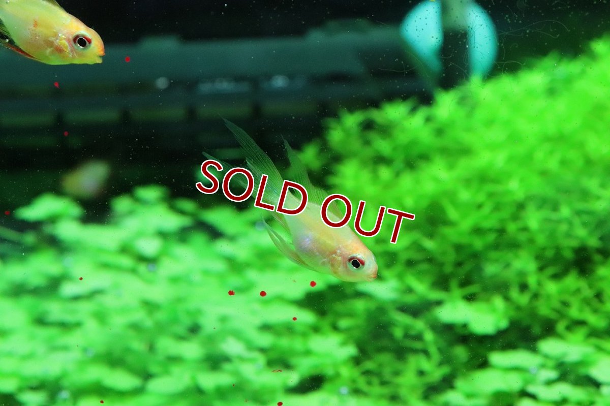 画像5: 【淡水魚】レア種 ショートボディ ゴールデンラミレジィ ロングフィン【1匹】(ラミレジィ)（生体）（熱帯魚）NK (5)