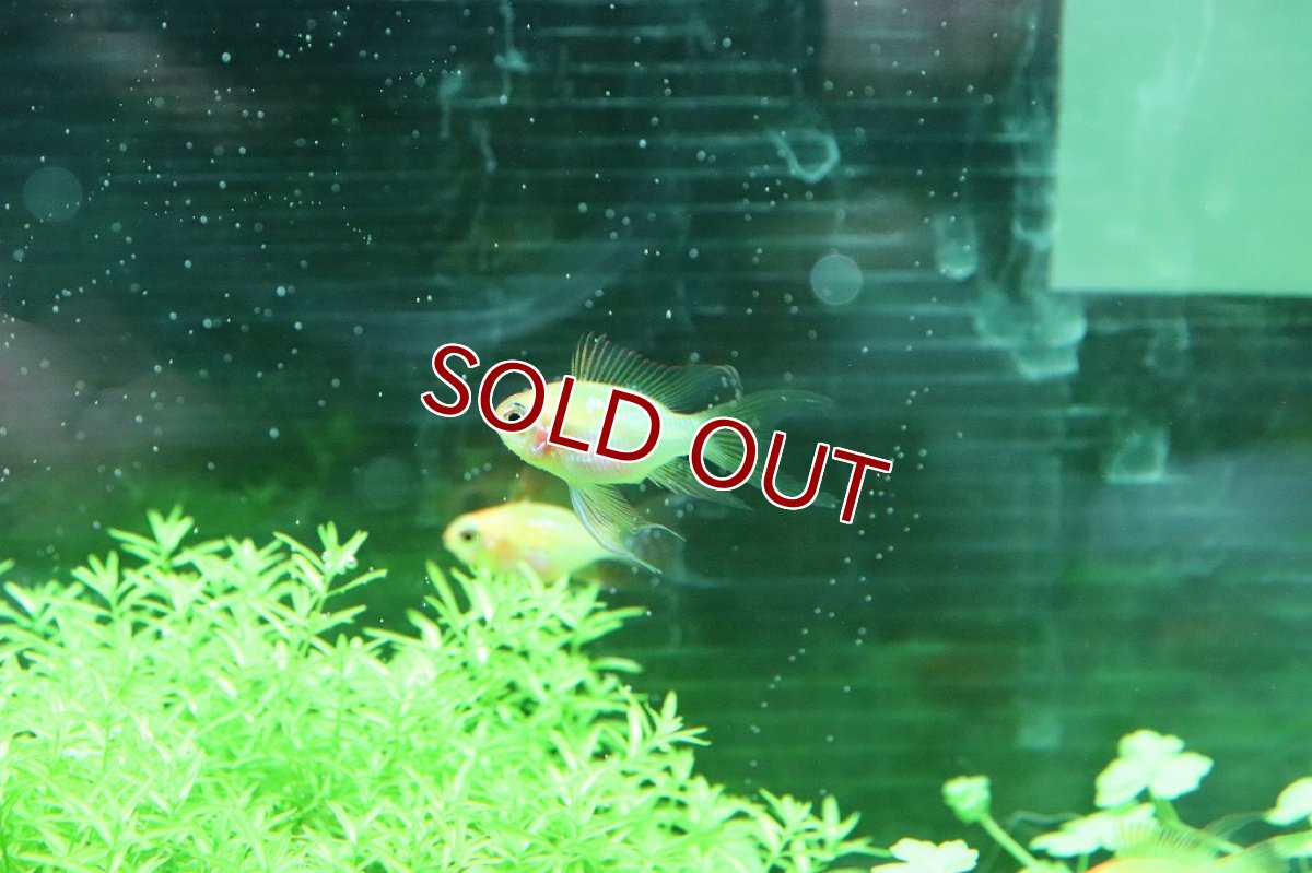 画像7: 【淡水魚】レア種 ショートボディ ゴールデンラミレジィ ロングフィン【1匹】(ラミレジィ)（生体）（熱帯魚）NK (7)