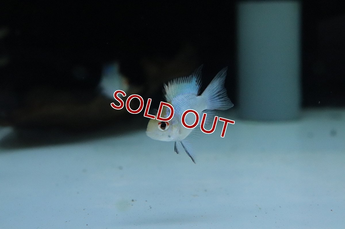 画像2: 【淡水魚】【通販】レア種 ロングフィン コバルトブルーバルーンライミレジィ【1匹 サンプル画像販売】(ラミレジィ)（生体）（熱帯魚）NK (2)