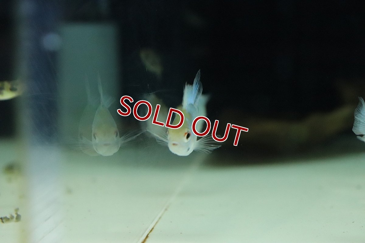 画像3: 【淡水魚】【通販】レア種 ロングフィン コバルトブルーバルーンライミレジィ【1匹 サンプル画像販売】(ラミレジィ)（生体）（熱帯魚）NK (3)