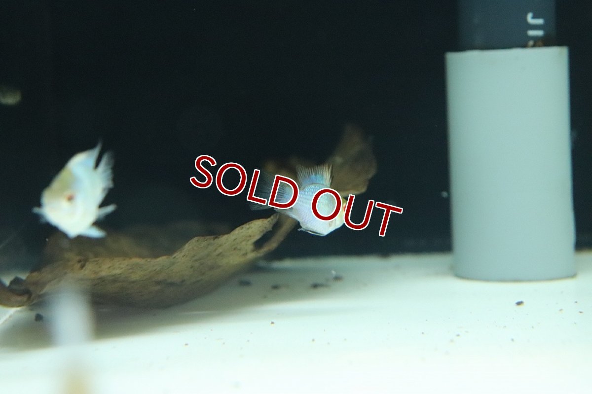 画像4: 【淡水魚】【通販】レア種 ロングフィン コバルトブルーバルーンライミレジィ【1匹 サンプル画像販売】(ラミレジィ)（生体）（熱帯魚）NK (4)