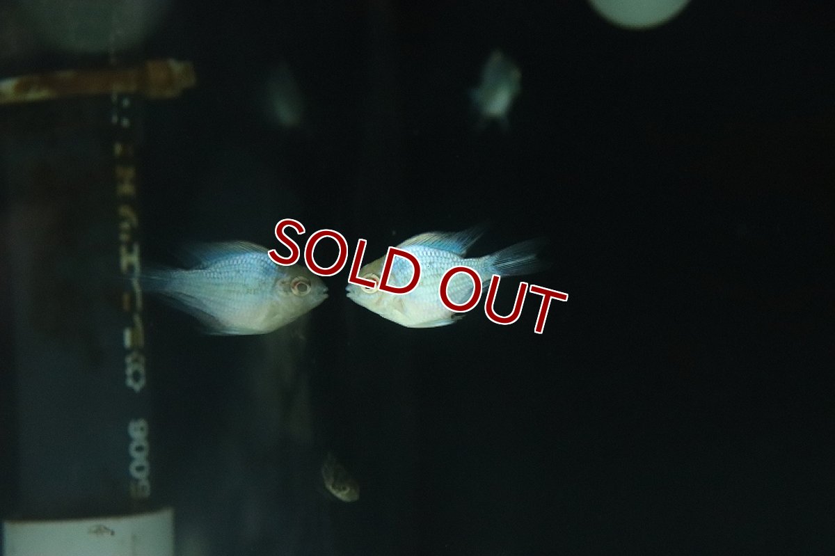 画像5: 【淡水魚】【通販】レア種 ロングフィン コバルトブルーバルーンライミレジィ【1匹 サンプル画像販売】(ラミレジィ)（生体）（熱帯魚）NK (5)