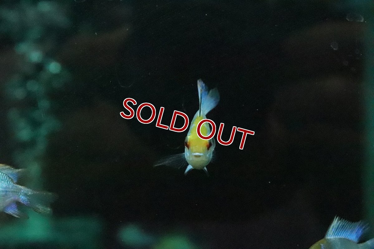 画像2: 【淡水魚】レア種 ショートボディ コバルトブルーラミレジィ【１匹 サンプル画像】(ラミレジィ)(生体)(淡水)ＮＫ (2)