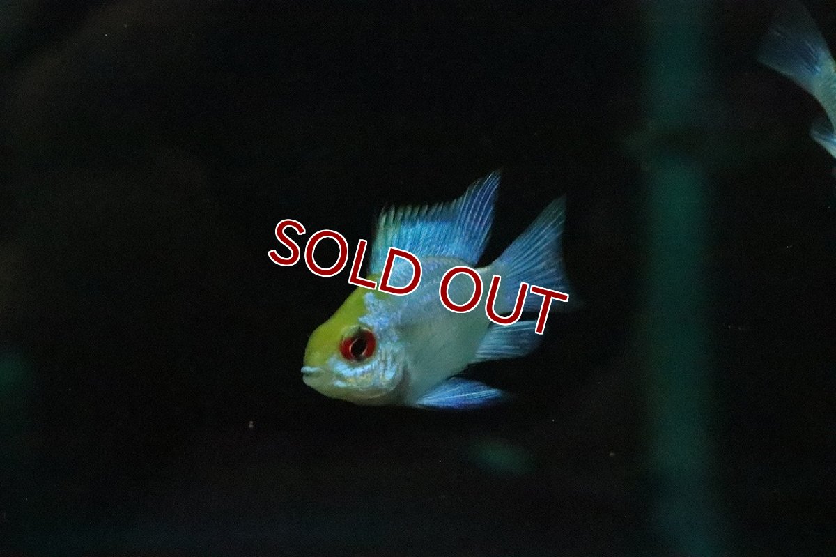 画像3: 【淡水魚】レア種 ショートボディ コバルトブルーラミレジィ【１匹 サンプル画像】(ラミレジィ)(生体)(淡水)ＮＫ (3)