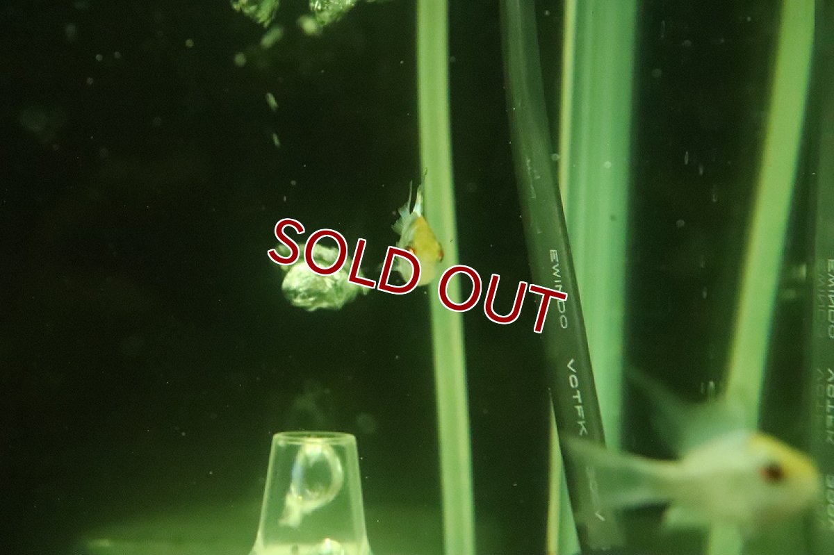 画像2: 【淡水魚】レア種 ロングフィンショートボディ コバルトブルーラミレジィ【1匹 サンプル画像】(ラミレジィ)(生体)(熱帯魚)NK (2)