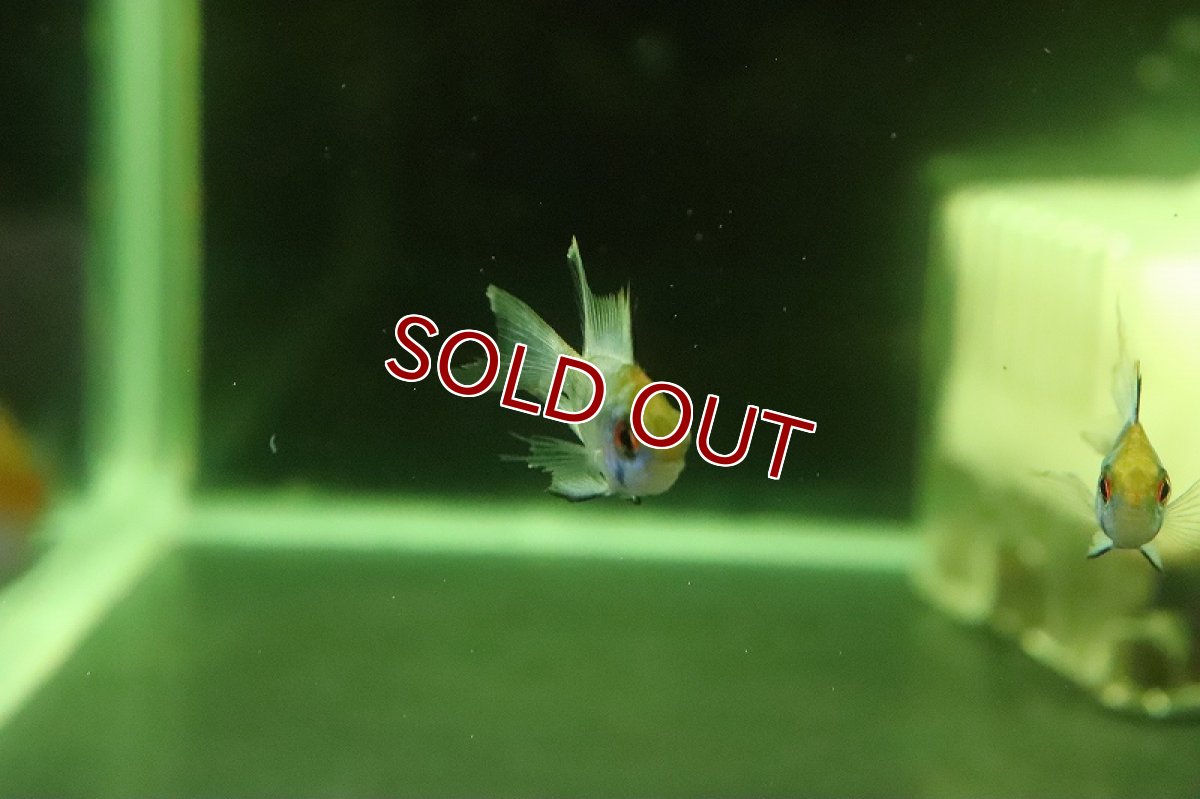 画像3: 【淡水魚】レア種 ロングフィンショートボディ コバルトブルーラミレジィ【1匹 サンプル画像】(ラミレジィ)(生体)(熱帯魚)NK (3)