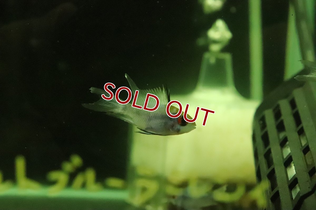 画像4: 【淡水魚】レア種 ロングフィンショートボディ コバルトブルーラミレジィ【1匹 サンプル画像】(ラミレジィ)(生体)(熱帯魚)NK (4)