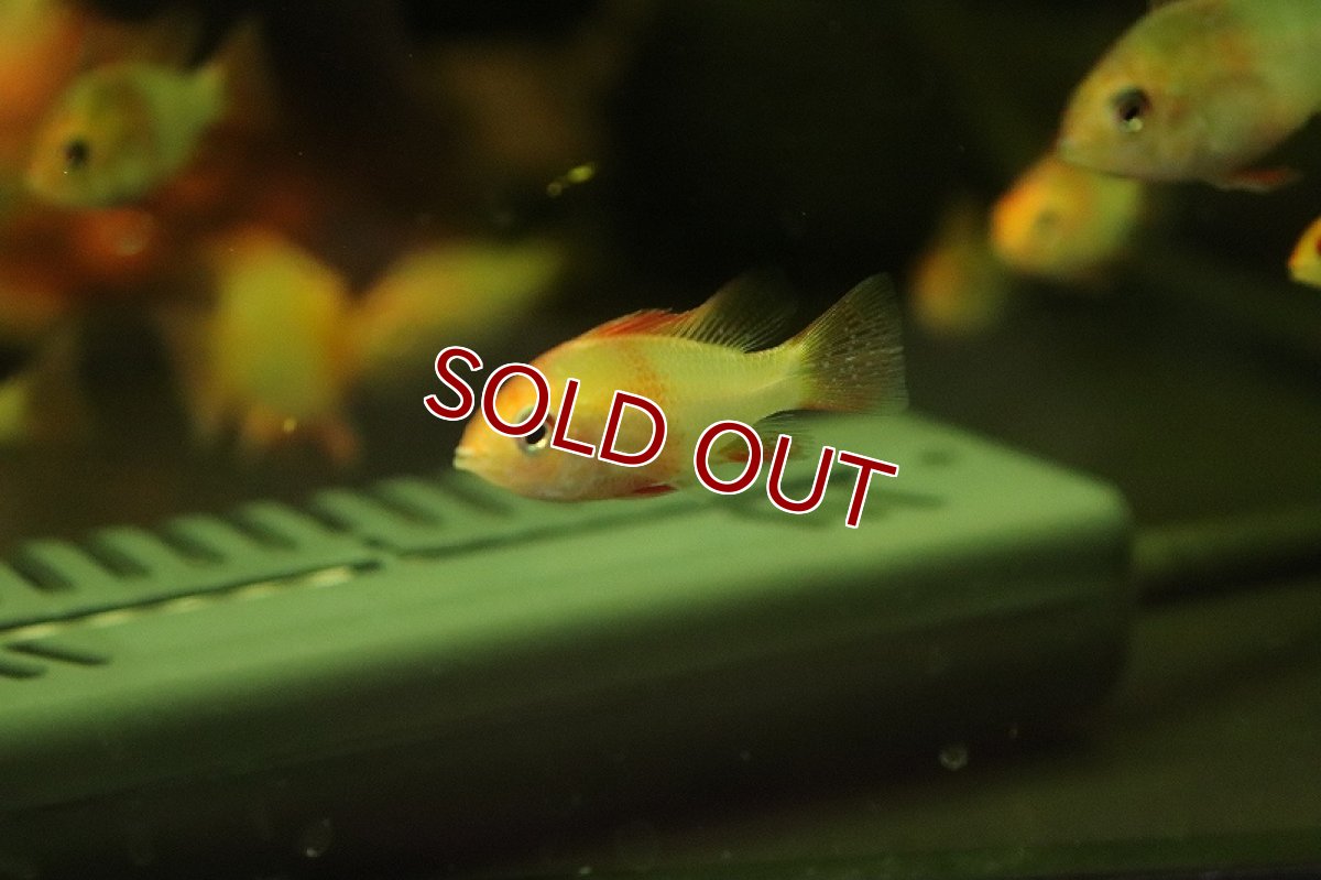 画像2: 【淡水魚】ドイツラミレジィ スカーレット【1匹 サンプル画像】（ラミレジィ）（生体）（熱帯魚）NK (2)