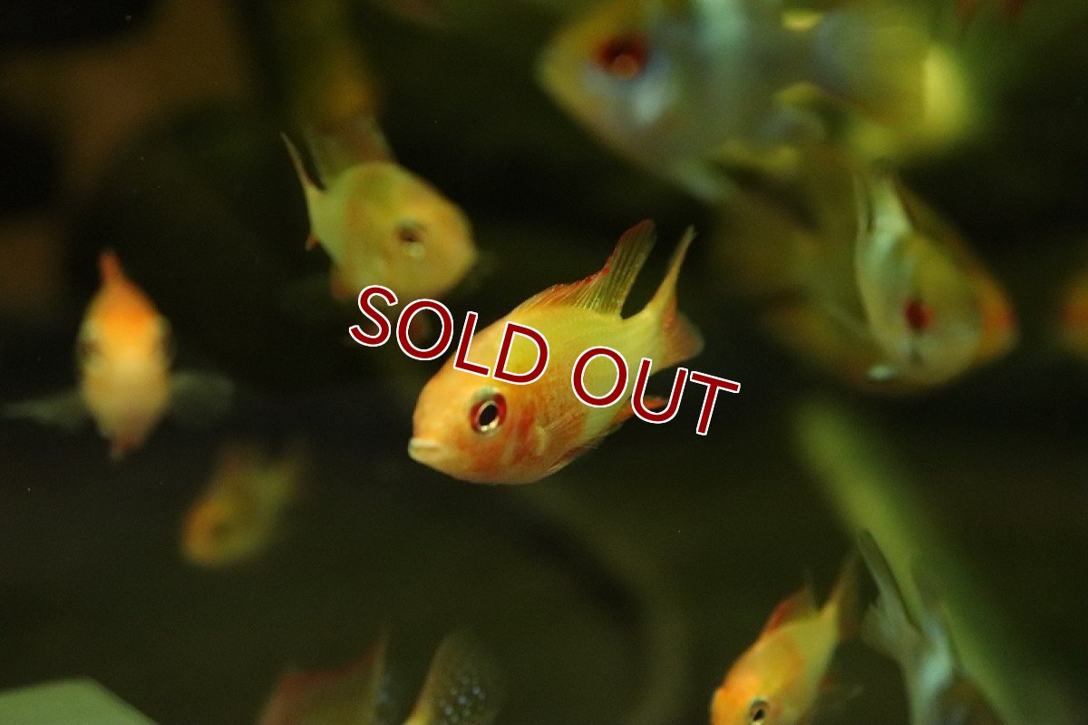 画像3: 【淡水魚】ドイツラミレジィ スカーレット【1匹 サンプル画像】（ラミレジィ）（生体）（熱帯魚）NK (3)