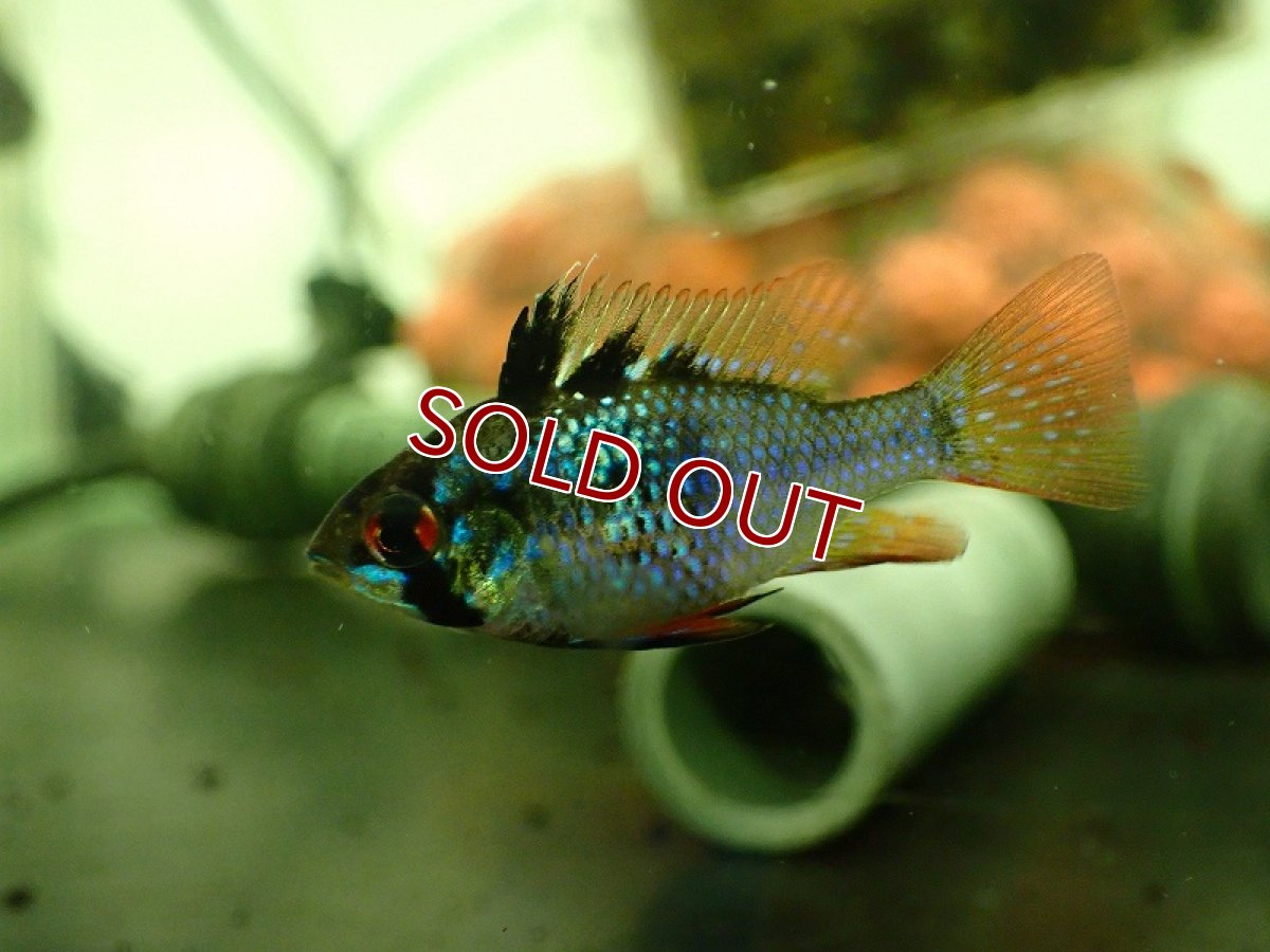 画像3: 【淡水魚】新種 ブリリアントブラックラミレジィ【1匹 サンプル画像】（ラミレジィ）（生体）（熱帯魚）NK (3)
