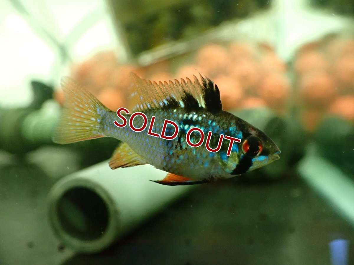 画像4: 【淡水魚】新種 ブリリアントブラックラミレジィ【1匹 サンプル画像】（ラミレジィ）（生体）（熱帯魚）NK (4)