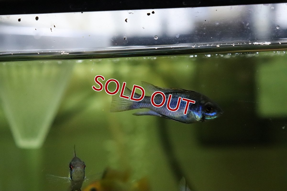 画像2: 【淡水魚】【通販】今回限定 爆安 ダークブルーラミレジィ【1匹 サンプル画像】（珍カラ）（生体）（熱帯魚）NKCK (2)