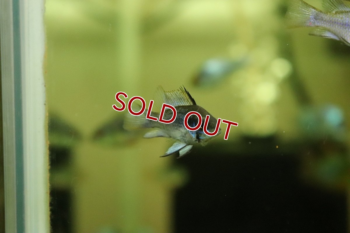 画像3: 【淡水魚】【通販】今回限定 爆安 ダークブルーラミレジィ【1匹 サンプル画像】（珍カラ）（生体）（熱帯魚）NKCK (3)