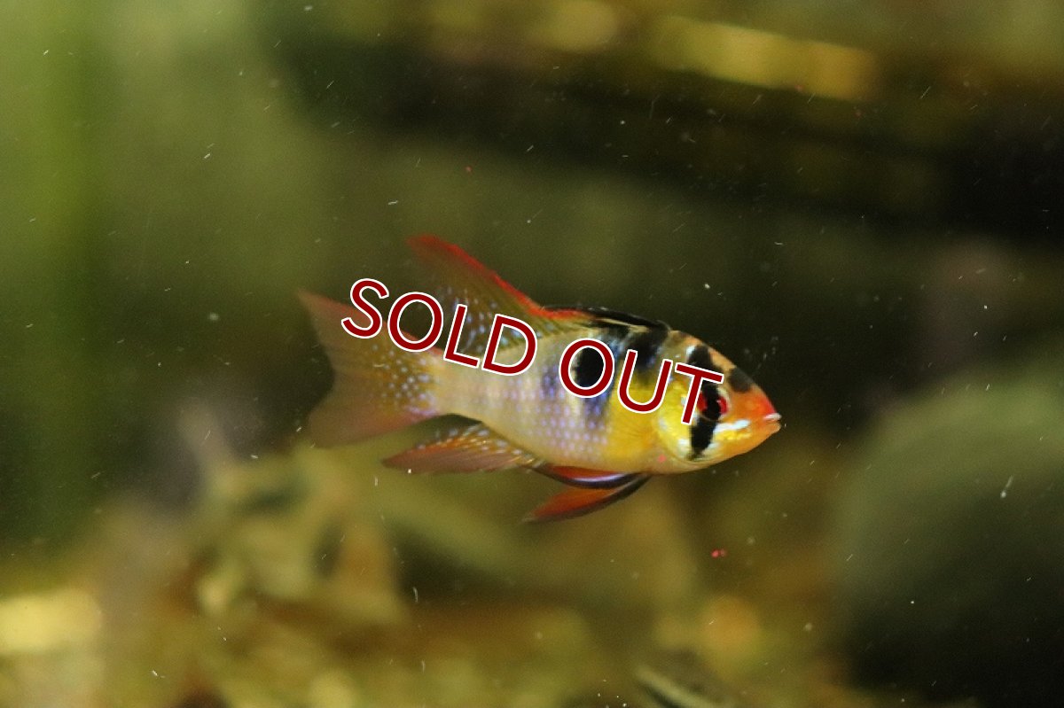 画像2: 【淡水魚】【通販】激安 ロングフィン ドイツラミレジィ【1匹 サンプル画像】（ラミレジィ）（生体）（熱帯魚）NK (2)