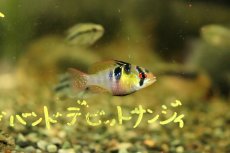 画像3: 【淡水魚】【通販】特価 レア種 ロングフィン ドイツラミレジィ【1匹 サンプル画像】（ラミレジィ）（生体）（熱帯魚）NK (3)