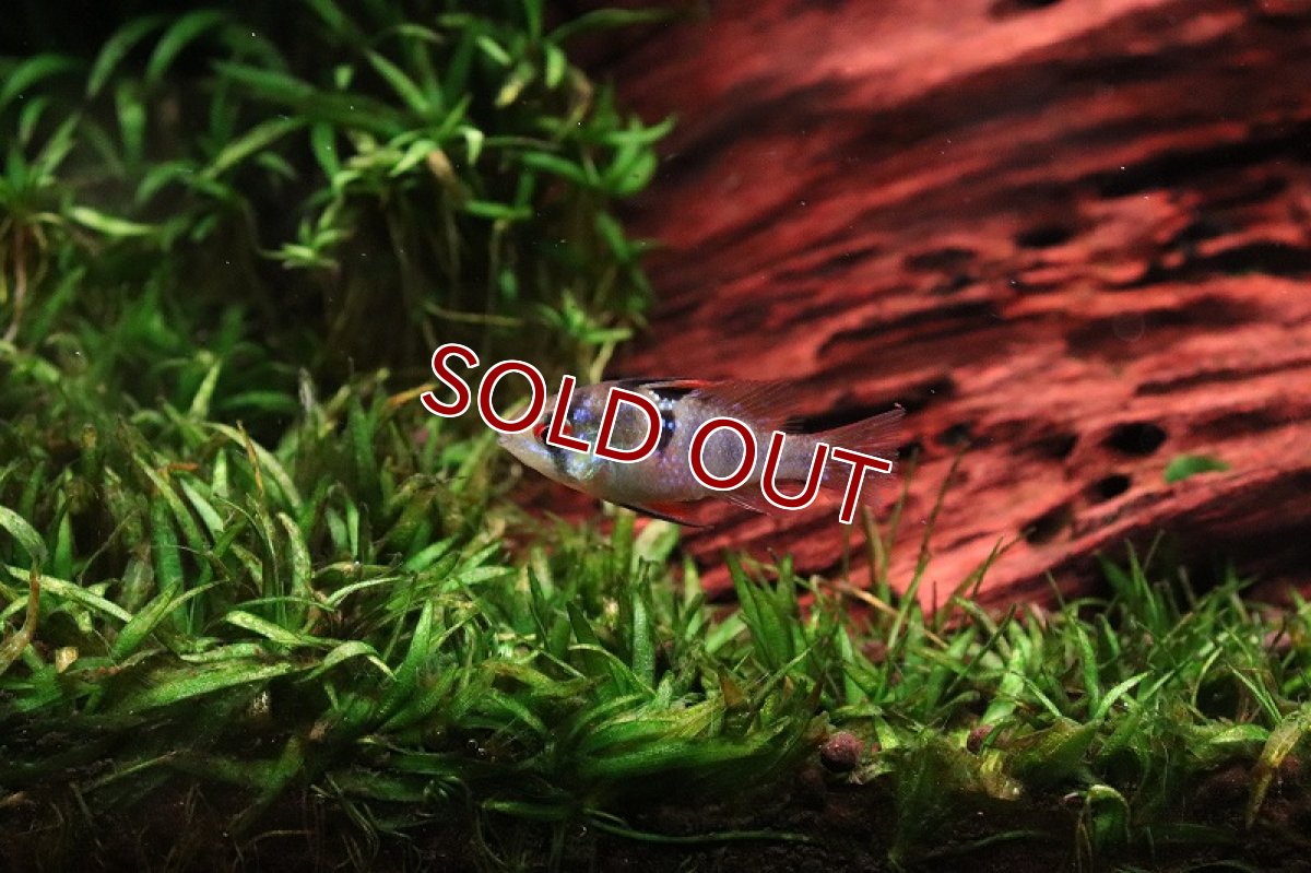 画像2: 【淡水魚】【通販】ブリリアントラミレジィ【1匹 サンプル画像】（ラミレジィ）（生体）（熱帯魚）NK (2)