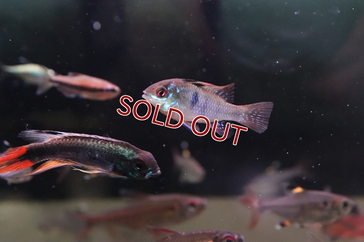 画像3: 【淡水魚】【通販】ブリリアントラミレジィ【1匹 サンプル画像】（ラミレジィ）（生体）（熱帯魚）NK (3)