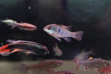 画像3: 【淡水魚】【通販】ブリリアントラミレジィ【1匹 サンプル画像】（ラミレジィ）（生体）（熱帯魚）NK (3)