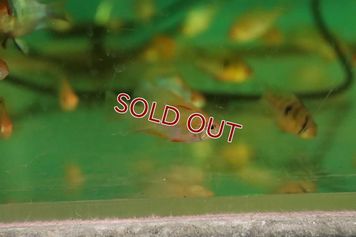 画像2: 【淡水魚】【通販】激安 バルーンゴールデンラミレジィ【1匹 サンプル画像】（ラミレジィ）（生体）（熱帯魚）NK (2)