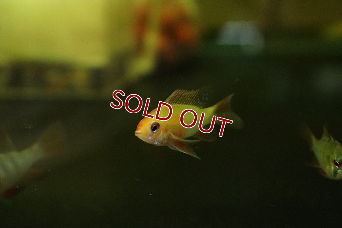 画像2: 【淡水魚】【通販】ジャパンレッドラミレジィ【1匹 サンプル画像】（ラミレジィ）（生体）（熱帯魚）NK (2)