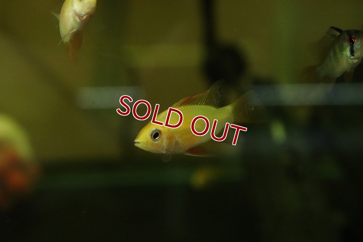 画像3: 【淡水魚】【通販】ジャパンレッドラミレジィ【1匹 サンプル画像】（ラミレジィ）（生体）（熱帯魚）NK (3)