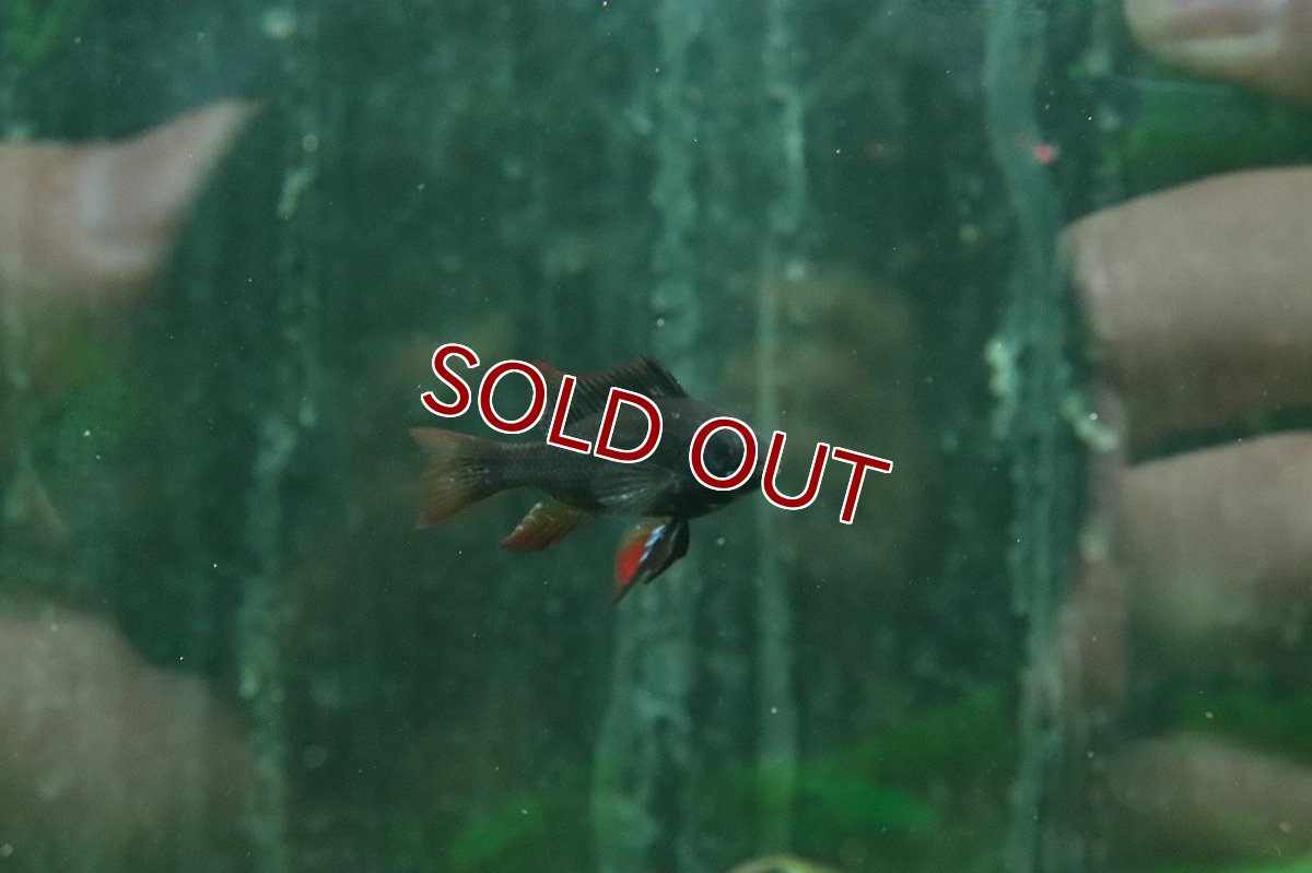 画像1: 【ウィンターセール 10％OFF対象商品】【淡水魚】【通販】ダークナイトブラックラミレジィ【1匹 サンプル画像】(ラミレジィ)(生体)(熱帯魚)NK (1)
