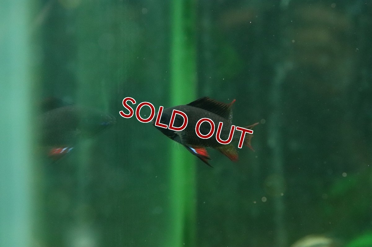 画像2: 【ウィンターセール 10％OFF対象商品】【淡水魚】【通販】ダークナイトブラックラミレジィ【1匹 サンプル画像】(ラミレジィ)(生体)(熱帯魚)NK (2)