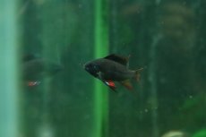 画像2: 【淡水魚】【通販】ダークナイトブラックラミレジィ【1匹 サンプル画像】(ラミレジィ)(生体)(熱帯魚)NK (2)