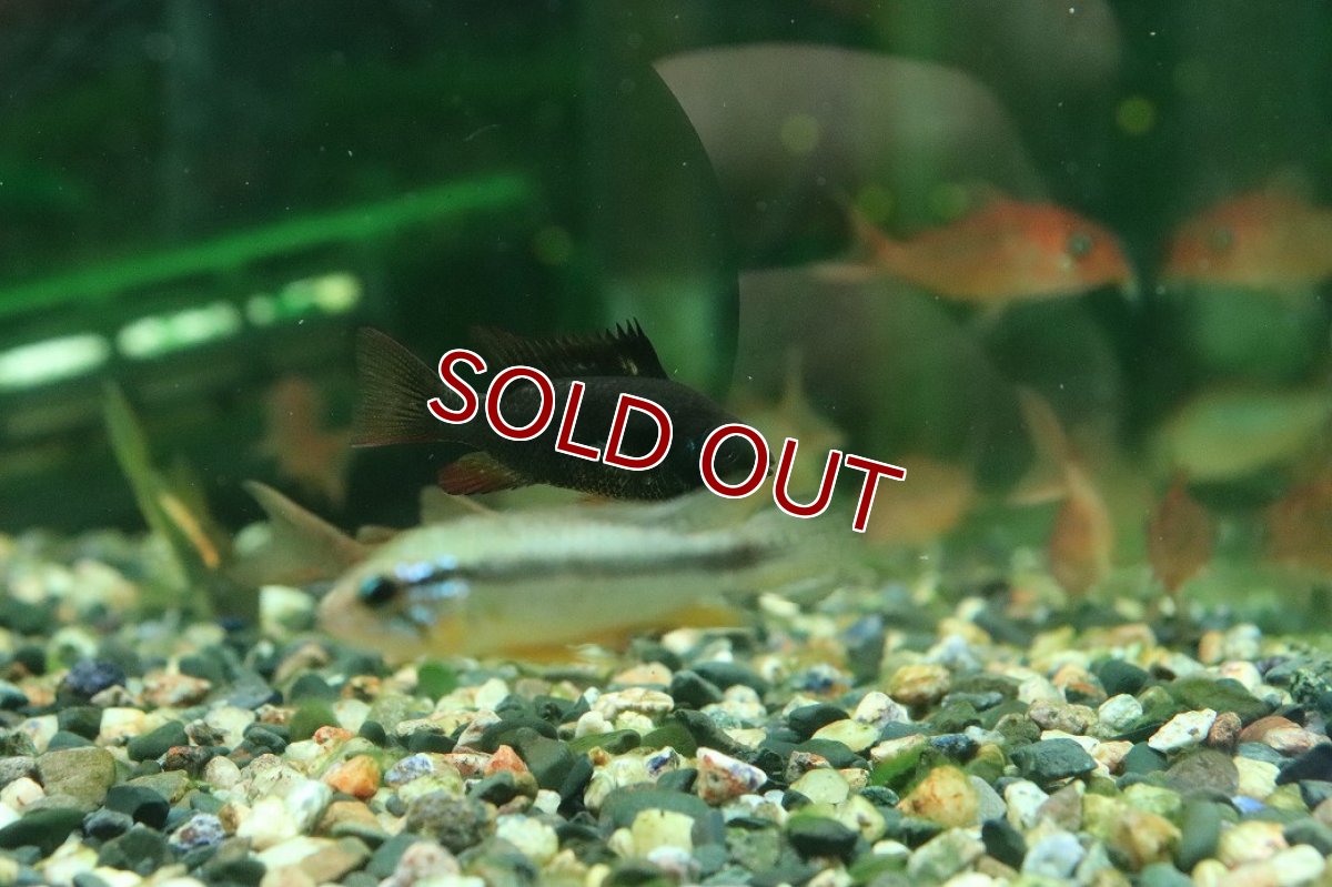 画像3: 【ウィンターセール 10％OFF対象商品】【淡水魚】【通販】ダークナイトブラックラミレジィ【1匹 サンプル画像】(ラミレジィ)(生体)(熱帯魚)NK (3)