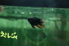 画像1: 【淡水魚】【通販】バルーンダークナイトブラックラミレジィ【1匹 サンプル画像】(ラミレジィ)(生体)(熱帯魚)NK (1)