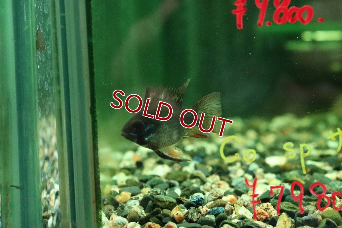 画像2: 【淡水魚】【通販】バルーンダークナイトブラックラミレジィ【1匹 サンプル画像】(ラミレジィ)(生体)(熱帯魚)NK (2)