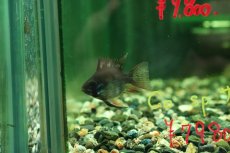 画像2: 【淡水魚】【通販】バルーンダークナイトブラックラミレジィ【1匹 サンプル画像】(ラミレジィ)(生体)(熱帯魚)NK (2)