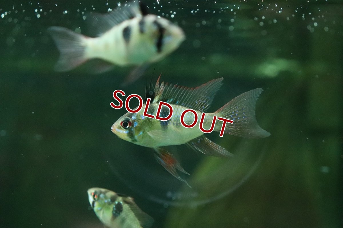 画像1: 【淡水魚】【通販】ペア販売 ブリリアントドイツラミレジィ【１ペア サンプル画像】(ラミレジィ)(生体)(熱帯魚)NK (1)