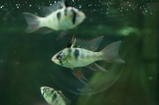 画像1: 【ウィンターセール 10％OFF対象商品】【淡水魚】【通販】ペア販売 ブリリアントドイツラミレジィ【１ペア サンプル画像】(ラミレジィ)(生体)(熱帯魚)NK (1)