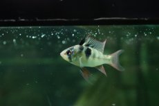 画像2: 【ウィンターセール 10％OFF対象商品】【淡水魚】【通販】ペア販売 ブリリアントドイツラミレジィ【１ペア サンプル画像】(ラミレジィ)(生体)(熱帯魚)NK (2)