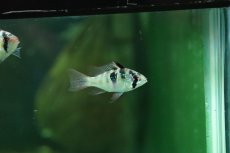 画像3: 【ウィンターセール 10％OFF対象商品】【淡水魚】【通販】ペア販売 ブリリアントドイツラミレジィ【１ペア サンプル画像】(ラミレジィ)(生体)(熱帯魚)NK (3)