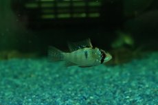 画像1: 【ウィンターセール 10％OFF対象商品】【淡水魚】【通販】ペア販売 ライトブルードイツラミレジィ【１ペア サンプル画像】(ラミレジィ)(生体)(熱帯魚)NK (1)