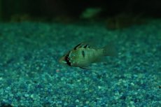 画像2: 【ウィンターセール 10％OFF対象商品】【淡水魚】【通販】ペア販売 ライトブルードイツラミレジィ【１ペア サンプル画像】(ラミレジィ)(生体)(熱帯魚)NK (2)