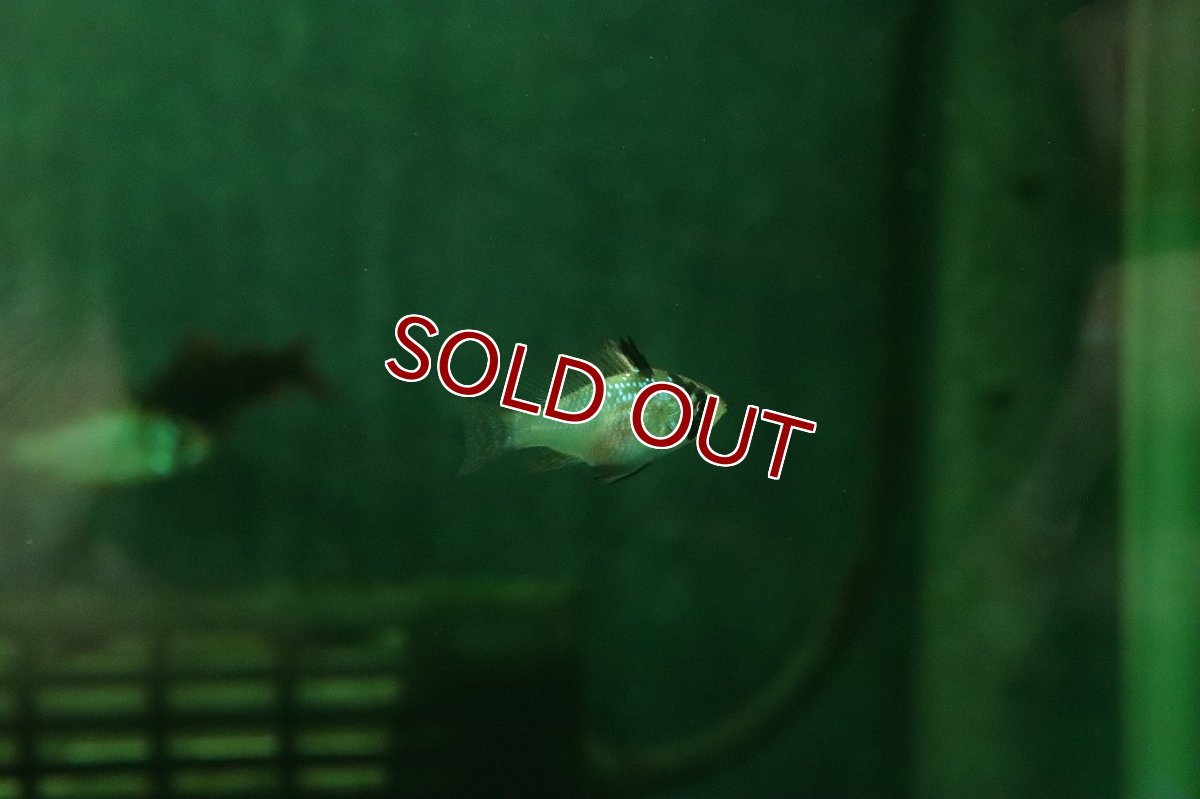 画像3: 【淡水魚】【通販】ペア販売 ライトブルードイツラミレジィ【１ペア サンプル画像】(ラミレジィ)(生体)(熱帯魚)NK (3)