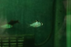 画像3: 【ウィンターセール 10％OFF対象商品】【淡水魚】【通販】ペア販売 ライトブルードイツラミレジィ【１ペア サンプル画像】(ラミレジィ)(生体)(熱帯魚)NK (3)