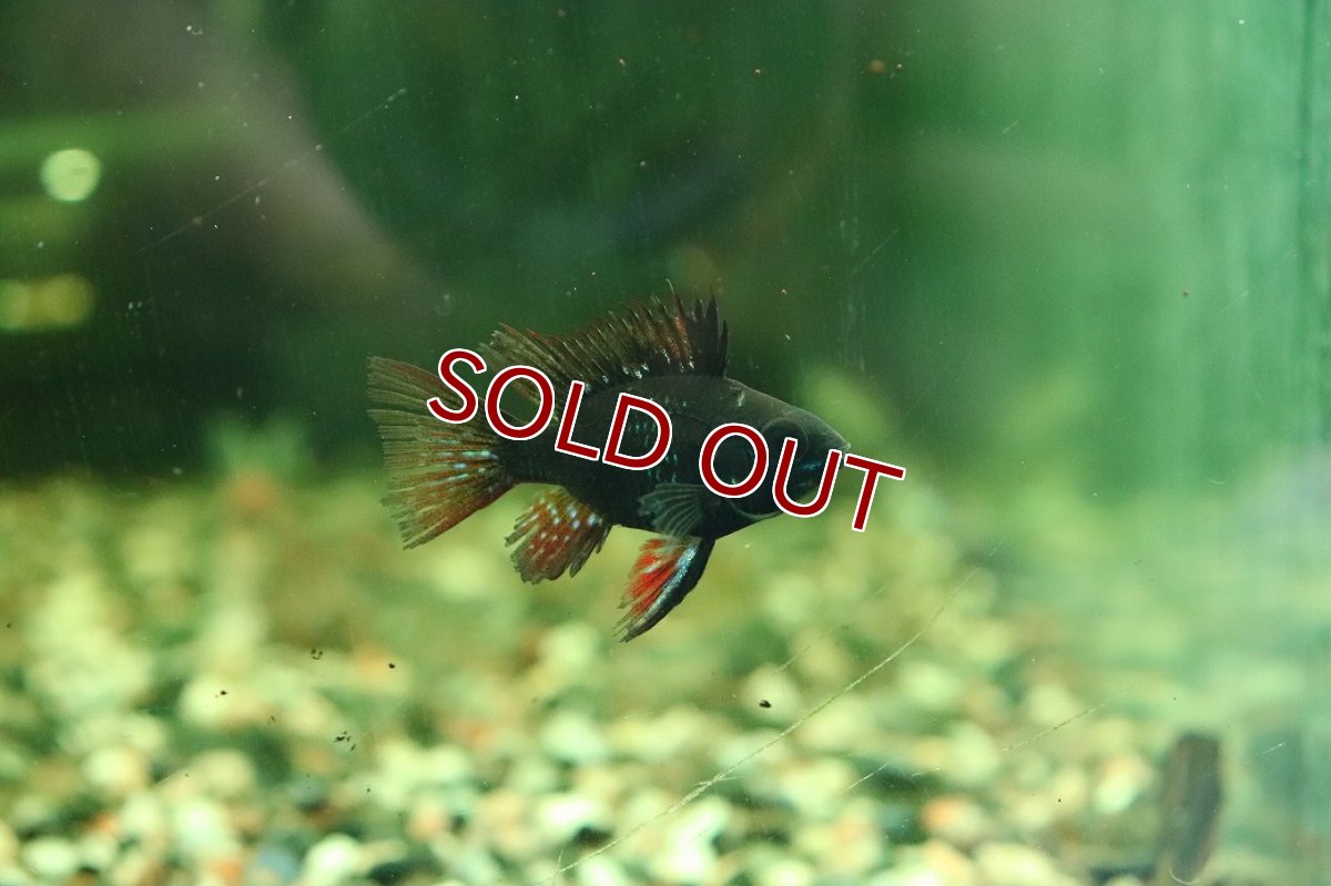 画像1: 【淡水魚】【通販】珍種 ロングフィン ショートボディ スーパーブラックラミレジィ【1匹 サンプル画像】(ラミレジィ)(生体)(熱帯魚)NK (1)