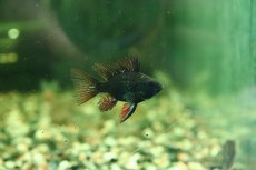画像1: 【淡水魚】【通販】珍種 ロングフィン ショートボディ スーパーブラックラミレジィ【1匹 サンプル画像】(ラミレジィ)(生体)(熱帯魚)NK (1)