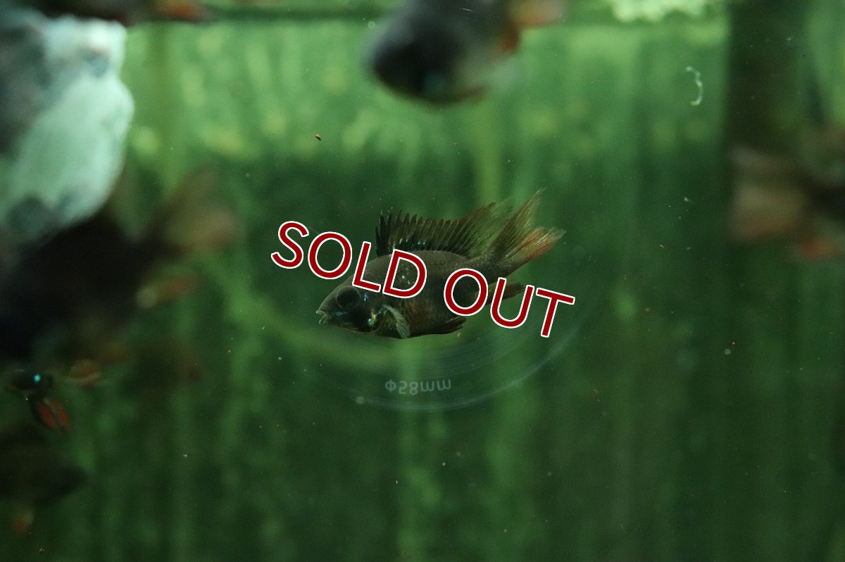 画像2: 【淡水魚】【通販】珍種 ロングフィン ショートボディ スーパーブラックラミレジィ【1匹 サンプル画像】(ラミレジィ)(生体)(熱帯魚)NK (2)